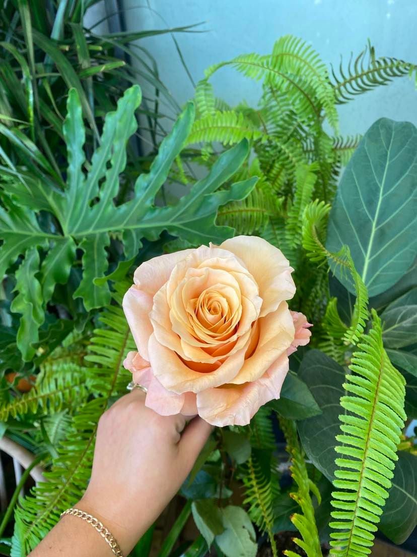 Shimmer Rose